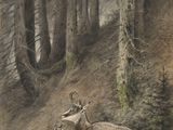 dessin représentant un cerf couché dans les bois, avec un oiseau sur le dos