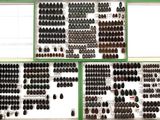 a lot of beetles that are on display in the window
