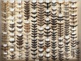many different kinds of moths displayed in a display case