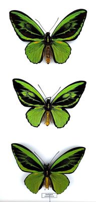 three green and black butterflies sitting on top of a white surface