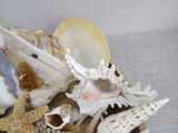 a pile of seashells and starfishs on a table