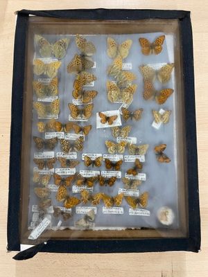 a picture of a display of butterflies in a box