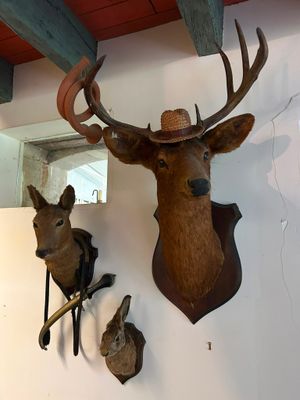 several deer heads mounted on a wall in a room with a mirror