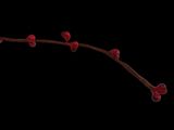 a close up of a branch with red berries on it