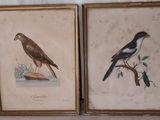 lot de deux reproductions encadrées représentant des oiseaux perchés sur une branche d'arbre