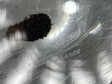 a close up of a bug in a clear plastic container