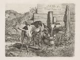 a drawing of a cow drinking water out of a bucket