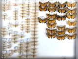 a lot of butterflies that are on display in a white frame
