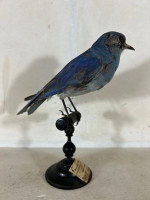 un petit oiseau bleu perché sur un socle noir