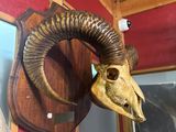 skull of a ram mounted on a wooden wall in a room