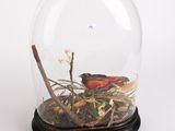 une cloche en verre posée sur une table, avec un oiseau à l'intérieur