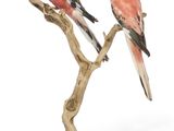 deux oiseaux roses perchés sur une branche, sur fond blanc