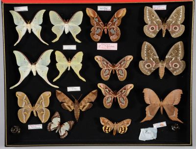 de nombreux types différents de papillons de nuit exposés dans une vitrine