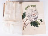 an open book with a drawing of a white flower on it