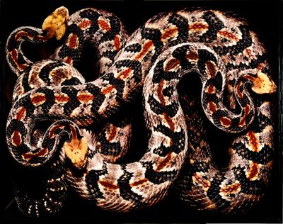 a close up of a snake on a black background