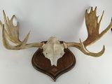 un crâne de cerf accroché au mur d'une pièce