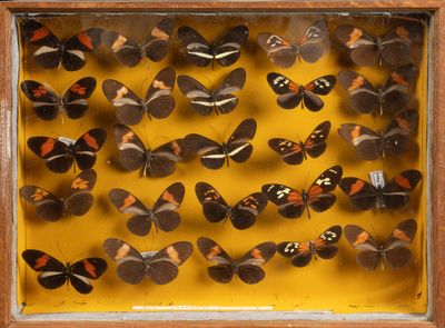 many butterflies that are in a wooden frame