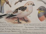 many birds that are sitting on the branch of a tree