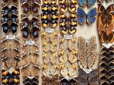 a lot of butterflies that are on display in a box
