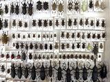 a lot of bugs that are on display in the room