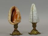 two shells that are sitting next to each other on a table