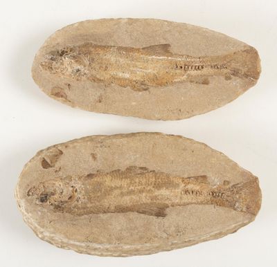 deux spécimens fossilisés, l'un représentant un poisson et l'autre un poisson, posés sur une surface blanche