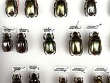 a lot of beetles that are on display in a display case