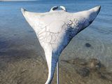 une raie manta blanche qui se tient immobile dans l'eau