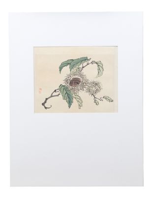 Kōno Bairei (幸野楳嶺 ; (1844 - 1895), Plante. aquarelle.