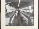 photographie en noir et blanc d'une usine où l'on voit une rangée de métiers à filer