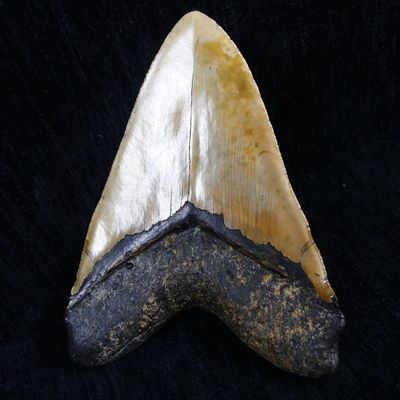an image of a shark tooth on a black background