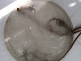 a glass plate with fish in it on a white surface