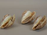 three seashells on a table with a white background