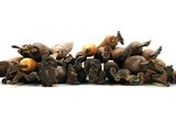 a pile of nuts on a white surface with a white background