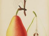 une image représentant un dessin d'une poire et d'une poire à moitié mangée