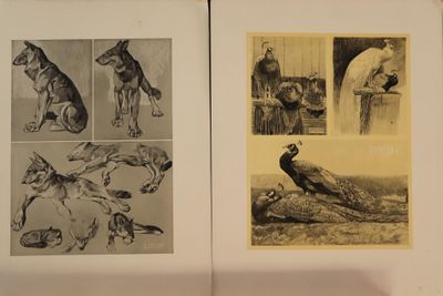deux pages d'un livre illustrées d'animaux et d'oiseaux