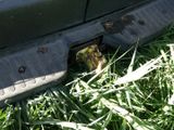 a frog that is sitting in the grass under a car