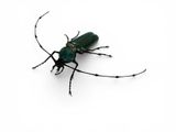 a green beetle that is sitting on a white surface