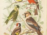 many birds that are sitting on the branches of a tree