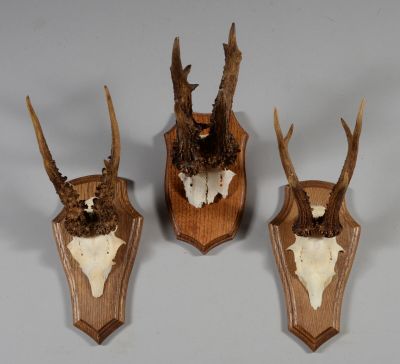 trois têtes de cerf empaillées, fixées sur un support en bois accroché au mur