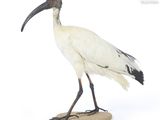 un oiseau blanc au long bec, perché sur un rocher