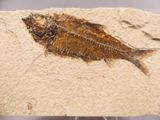 an image of a fossil fish on a piece of paper