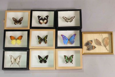 many different types of butterflies displayed in a shadow box
