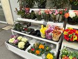 many different types of flowers on display outside of a store