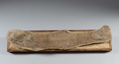 une image représentant un morceau de bois sur lequel est posée une tête de poisson