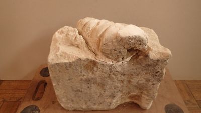 Fossile de Cerithium giganteum.