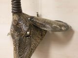 an animal head mounted on a wall with a long horn
