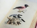 deux oiseaux perchés sur un livre posé sur une table