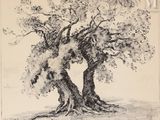 une image représentant deux grands arbres dans un champ