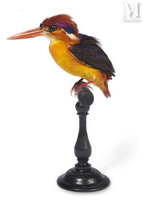 a bird that is sitting on top of a black pole